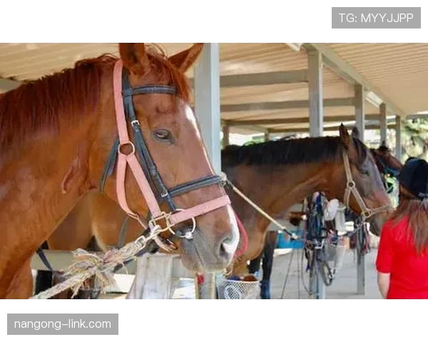 富里睡醒发现自家马场又多了一匹新马，账单还没付清呢